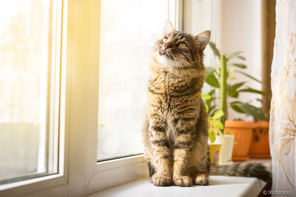  Feline FIP: как предотвратить серьезное заболевание, поражающее кошек?