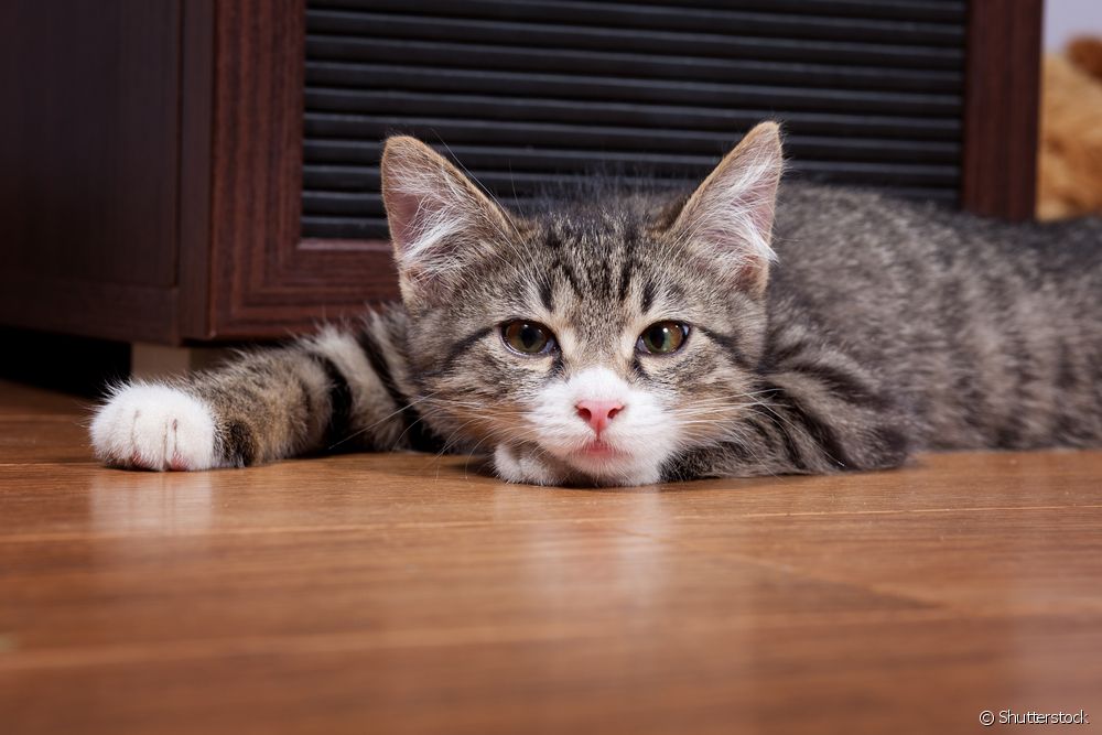 Verme do gato: 7 preguntas e respostas sobre o parasito