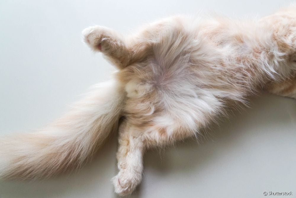  Pênûsa pisîkê: hemî li ser tevger û fîzyolojiya organa hilberîna nêr