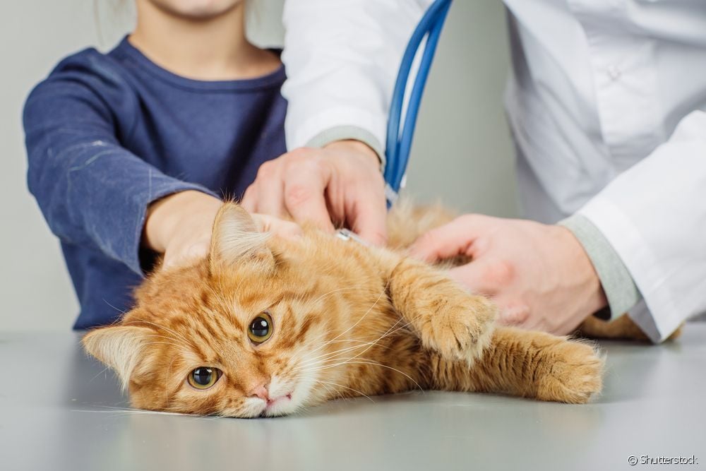  7 sëmundjet e maceve që çdo pronar duhet të dijë se si t'i identifikojë