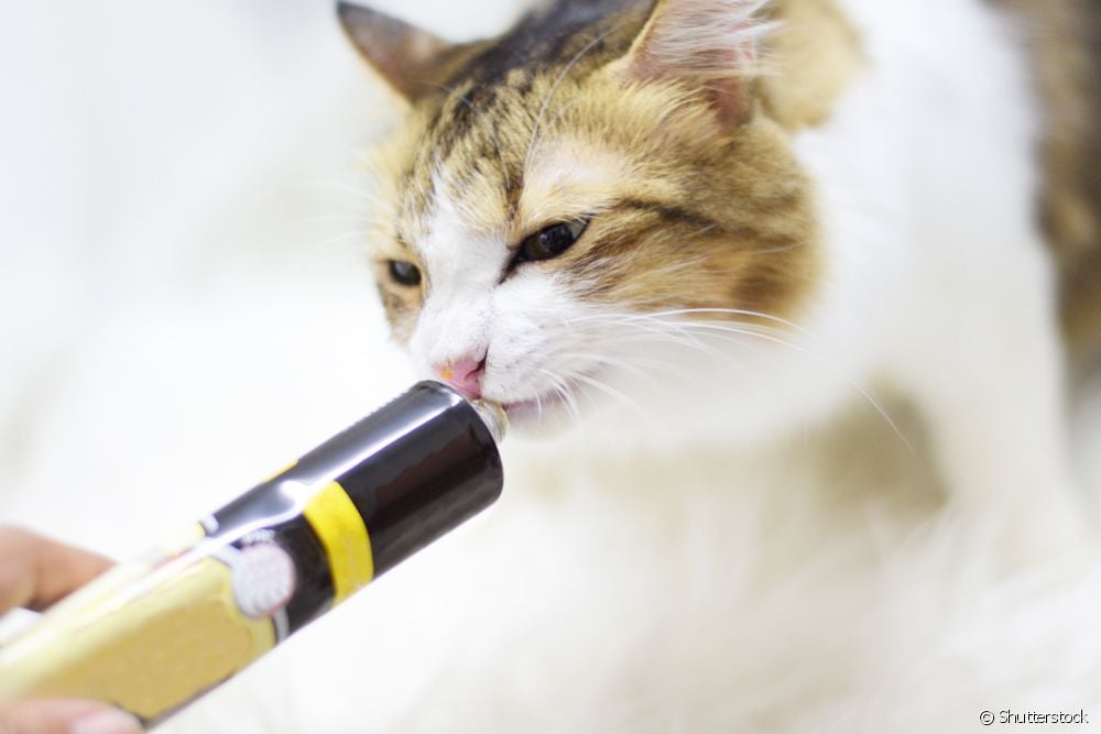  Haarballen bij katten: alles wat je moet weten over trichobezoar bij katten
