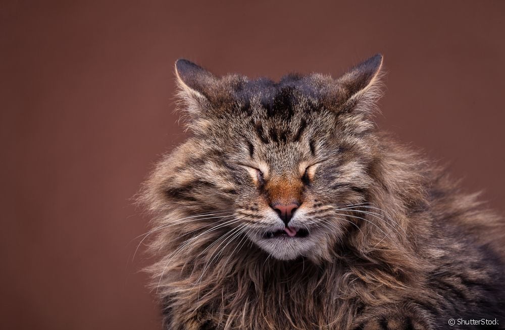  Katt som nyser: Bør jeg være bekymret? Vet når du skal se etter en veterinær!