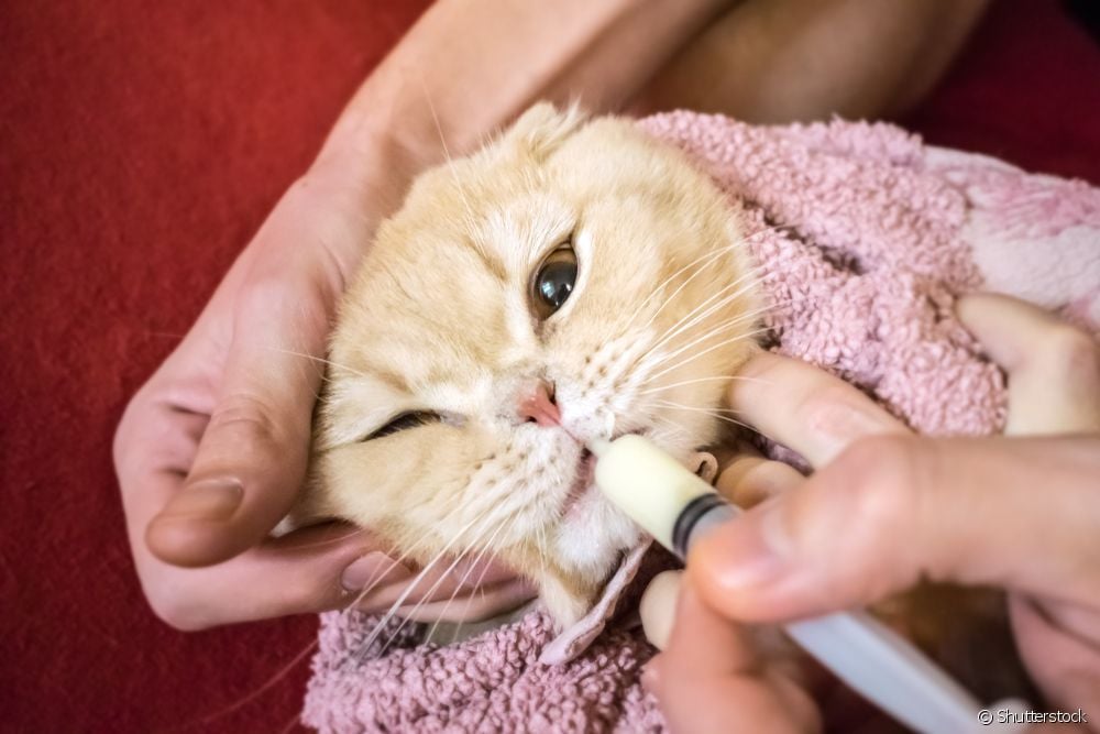  Probiotic pentru animale de companie: pentru ce este și cum să i-l dai pisicii tale?