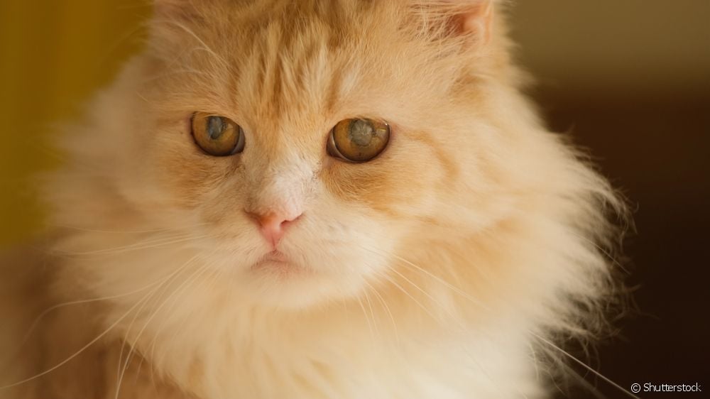  Cat's eye: wat binne de meast foarkommende eachsykten yn 'e soarte?