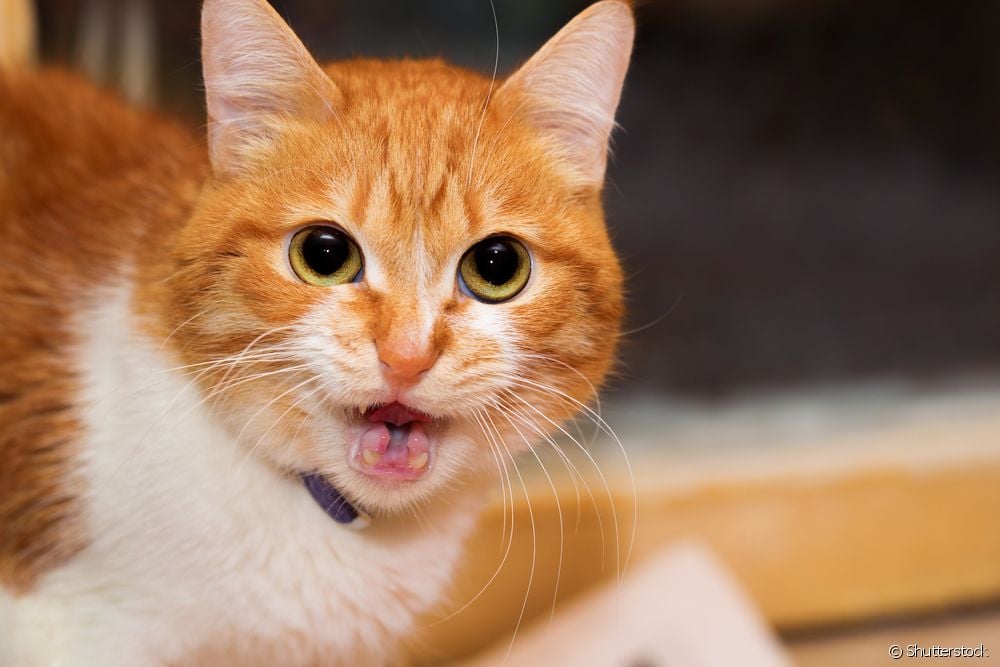  Anatomía felina: todo sobre la respiración del gato, el funcionamiento del aparato respiratorio, la gripe en los gatos y mucho más
