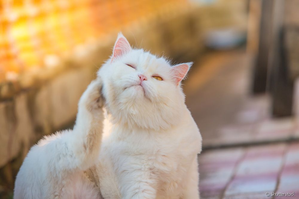  Allergier hos katter: vilka är typerna och hur undviker man dem?