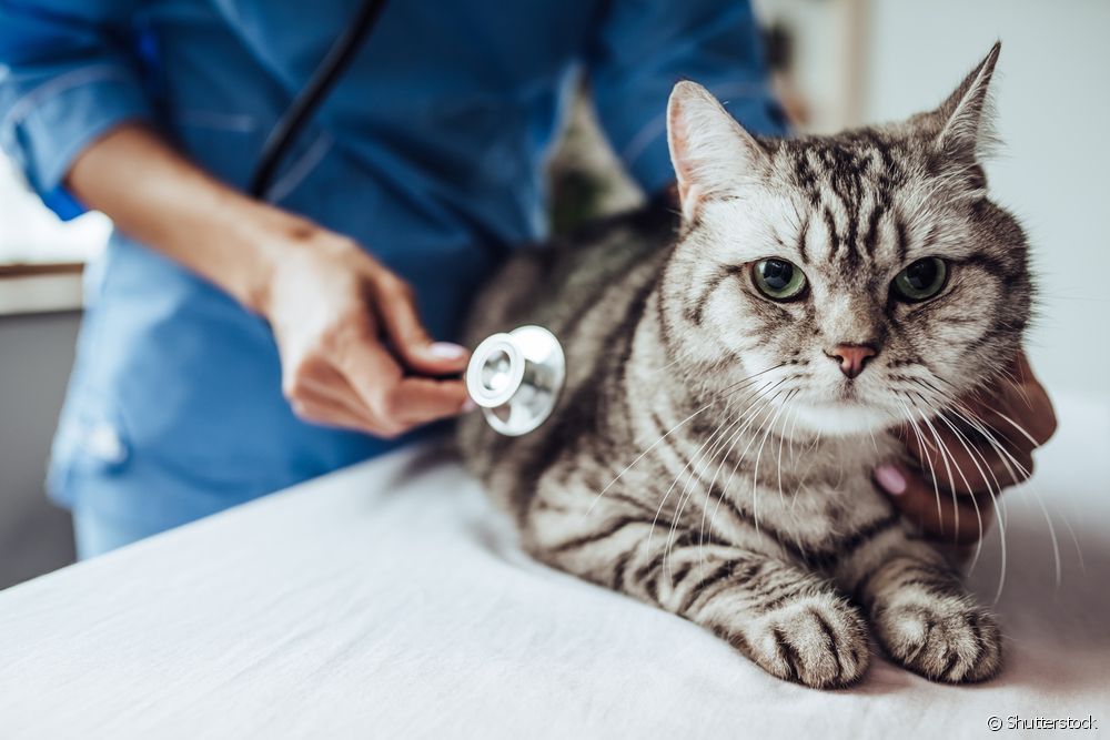  Como saber se o gato ten febre?