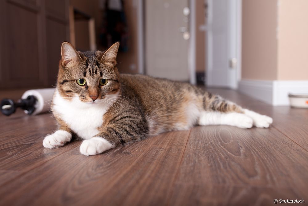  猫科动物 FIP：兽医揭示疾病的所有特征