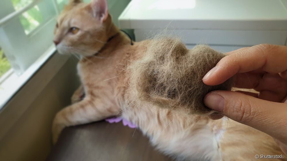  Alopeci hos katter: vad det är, orsaker, behandlingar och mer om håravfall hos katter