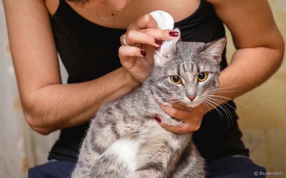  Otitis dalam kucing: bagaimana membezakan keradangan dalaman, tengah dan luaran?