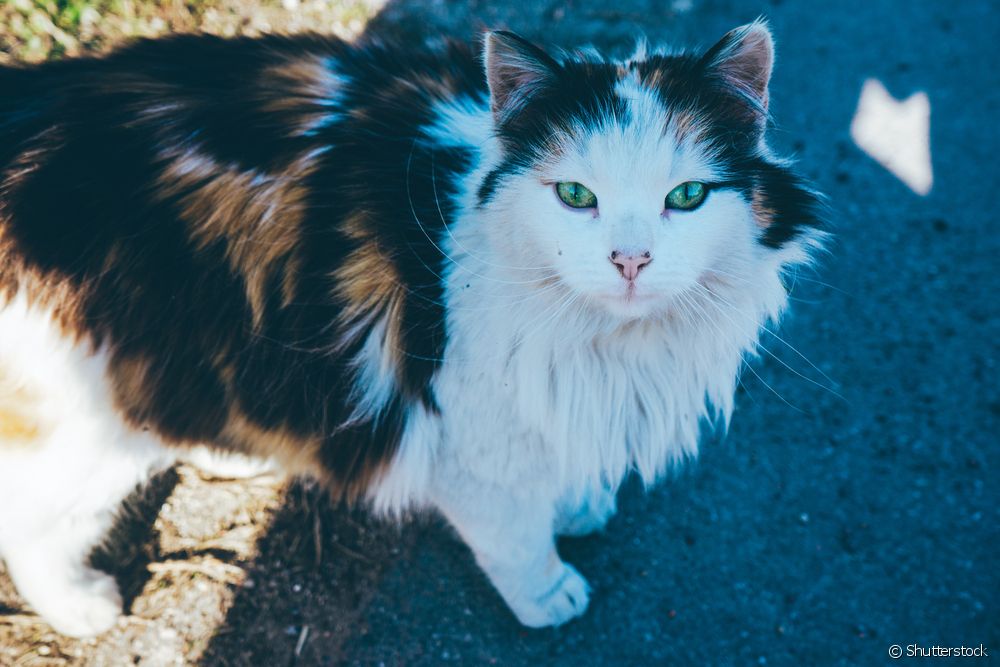  Prolapso rectal en gatos: que é, síntomas, causas e tratamento