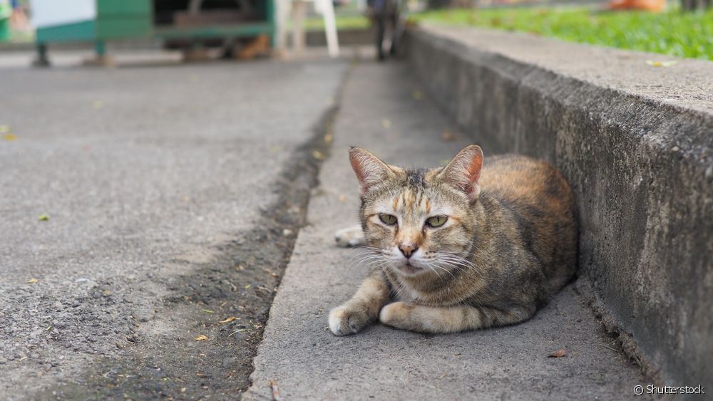  Feline leukemia: veterinarian lists the main symptoms of FeLV in kittens