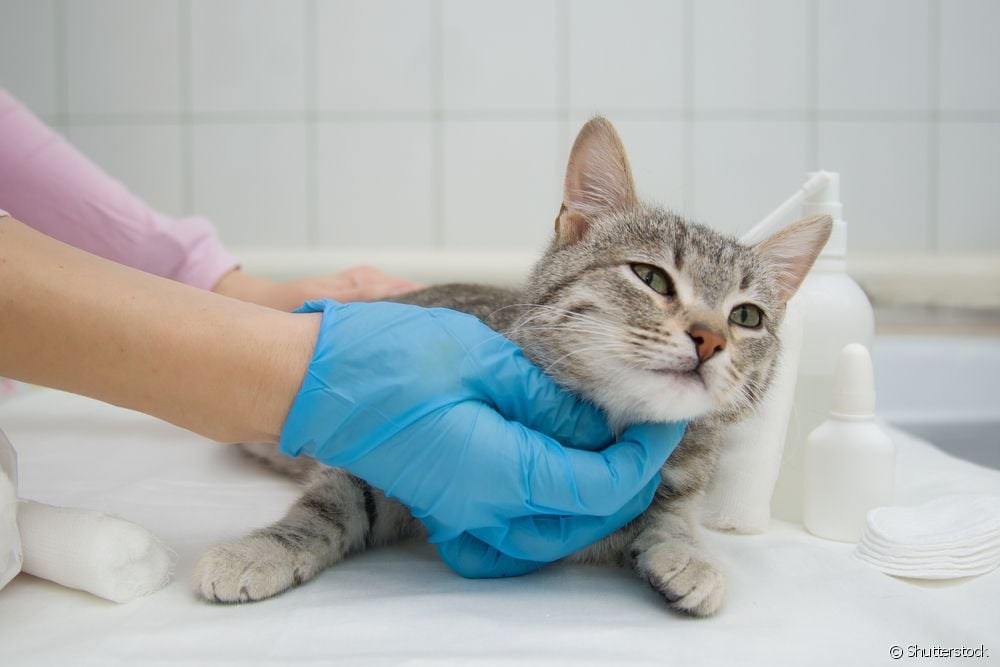  猫の高尿素は何を意味するのか？