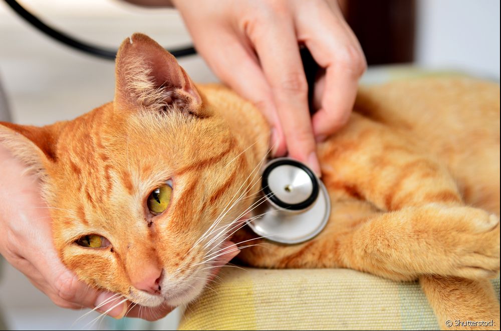  Feline pneumony: begryp hoe't de sykte him manifestearret yn katten