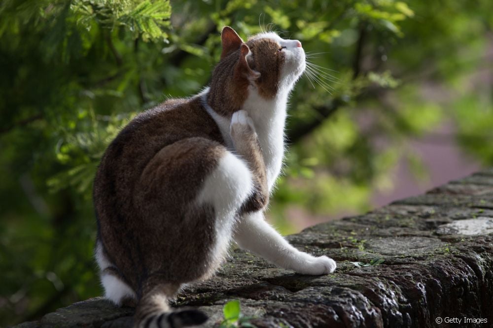  Κνησμός στις γάτες: δείτε τις κύριες αιτίες του προβλήματος και πώς να το φροντίσετε