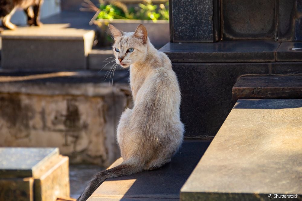  Skorpiócsípés macskában: mit okoz az állatban és hogyan kell kezelni a vészhelyzetet?