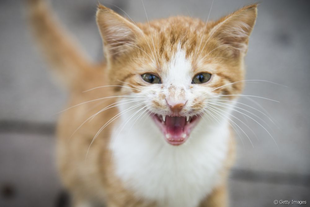  Sint katt: lær alt om virkningene av sykdommen på katter