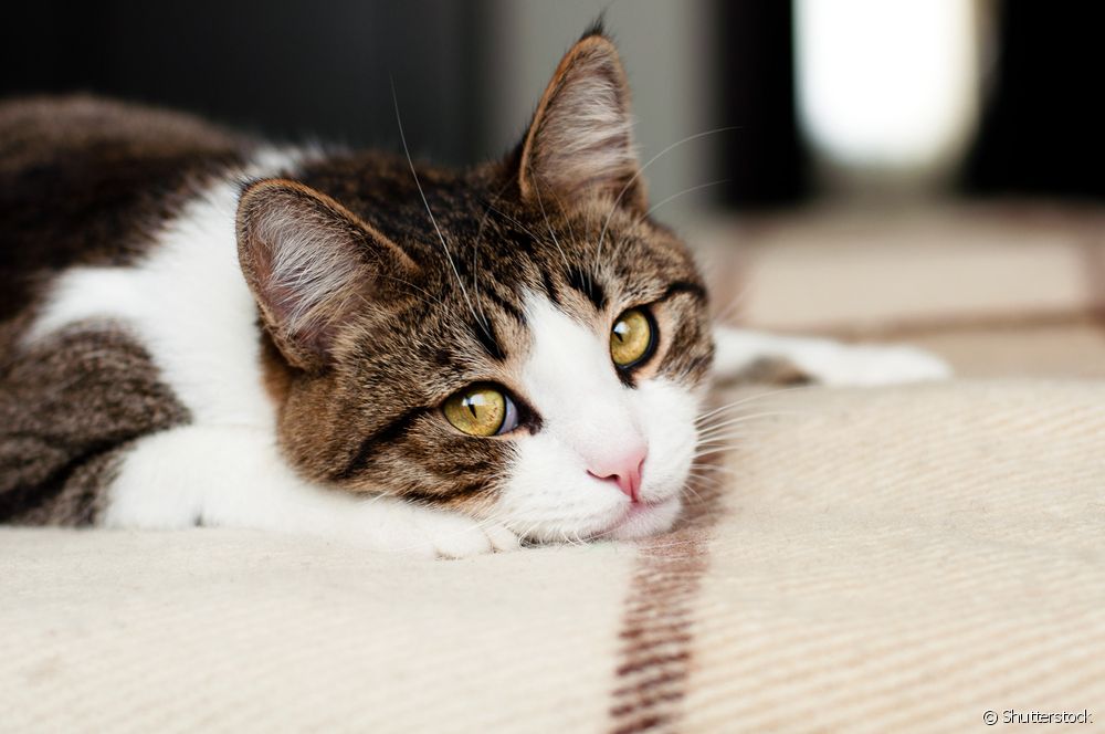  Galar cat: dè na comharran a th ’ann an toxoplasmosis feline?