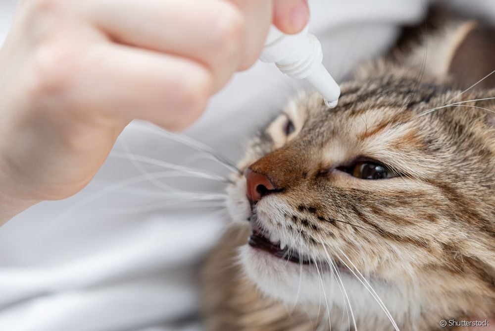  Επιπεφυκίτιδα της γάτας: πώς να εντοπίσετε και να θεραπεύσετε το πρόβλημα που επηρεάζει τα μάτια της γάτας σας;