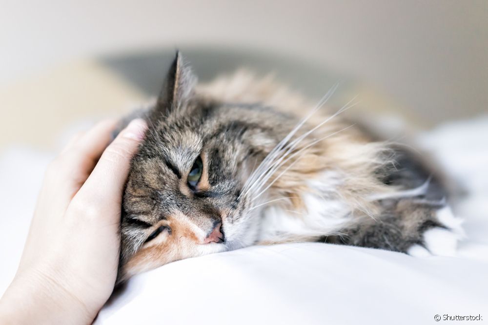 Кошачий СПИД: мифы и правда о кошачьем FIV