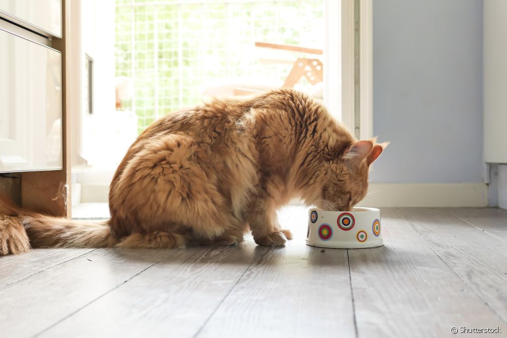  Vrečke za mačke: vse, kar morate vedeti o mokri hrani