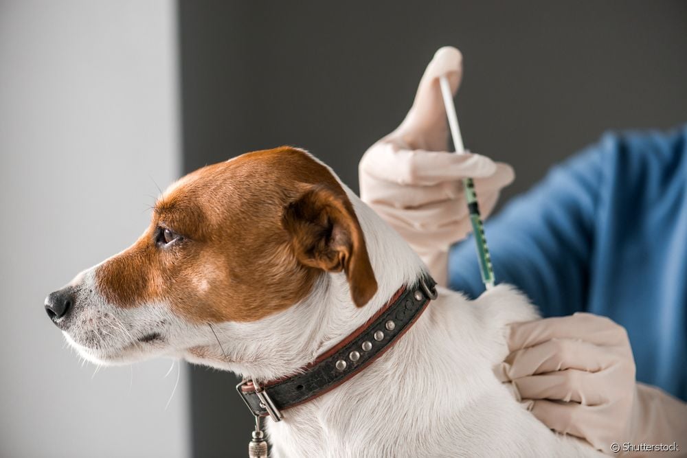  광견병 백신: 개를 위한 광견병 예방접종에 대한 7가지 오해와 진실