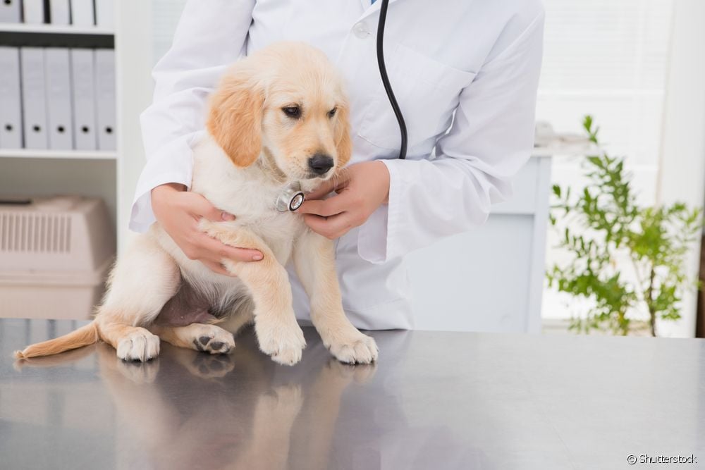  خطوة بخطوة حول كيفية تطعيم الجرو أو الكلب المتبنى حديثًا