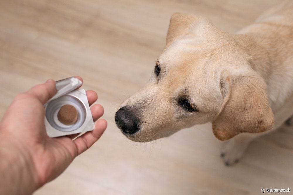  วัคซีนสุนัขก่อนหรือหลัง vermifuge? รู้วิธีสร้างภูมิคุ้มกันให้ลูกสุนัข