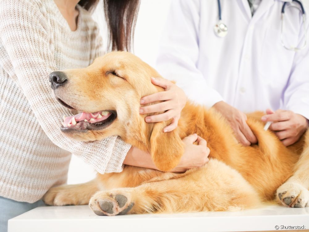  Tose de canil: entende como funciona a vacina contra a gripe para os cans