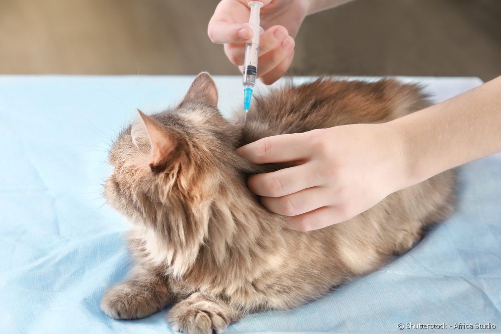  Tiêm phòng cho mèo: bạn có thể tiêm chúng ở độ tuổi nào, loại nào là chính... Tất cả về tiêm chủng!