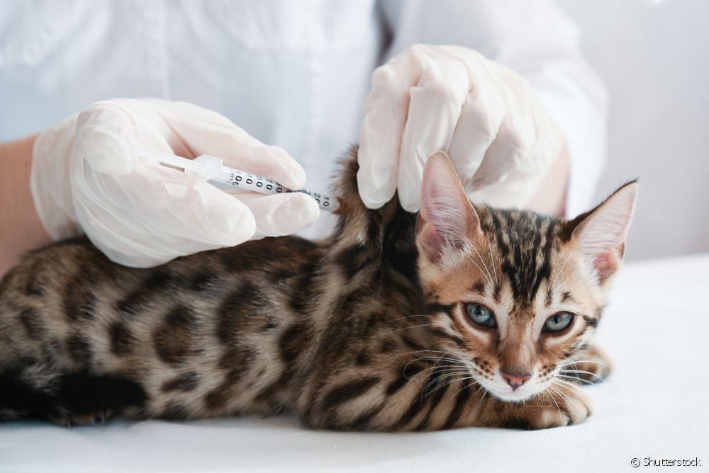  Vaksinasi kucing: 6 soalan dan jawapan mengenai imunisasi wajib kucing