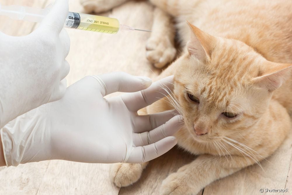  Nelinkertainen kissarokote: lisätietoja tästä rokotuksesta, joka kissojen on saatava.