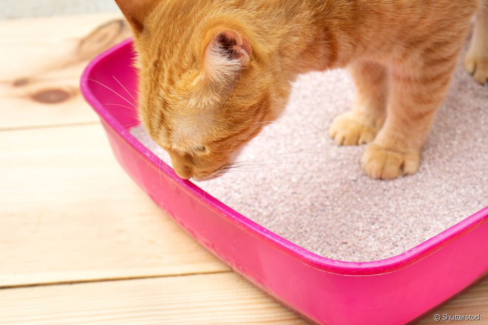  Котка с гъбички: 6 признака, че вашият домашен любимец страда от този проблем