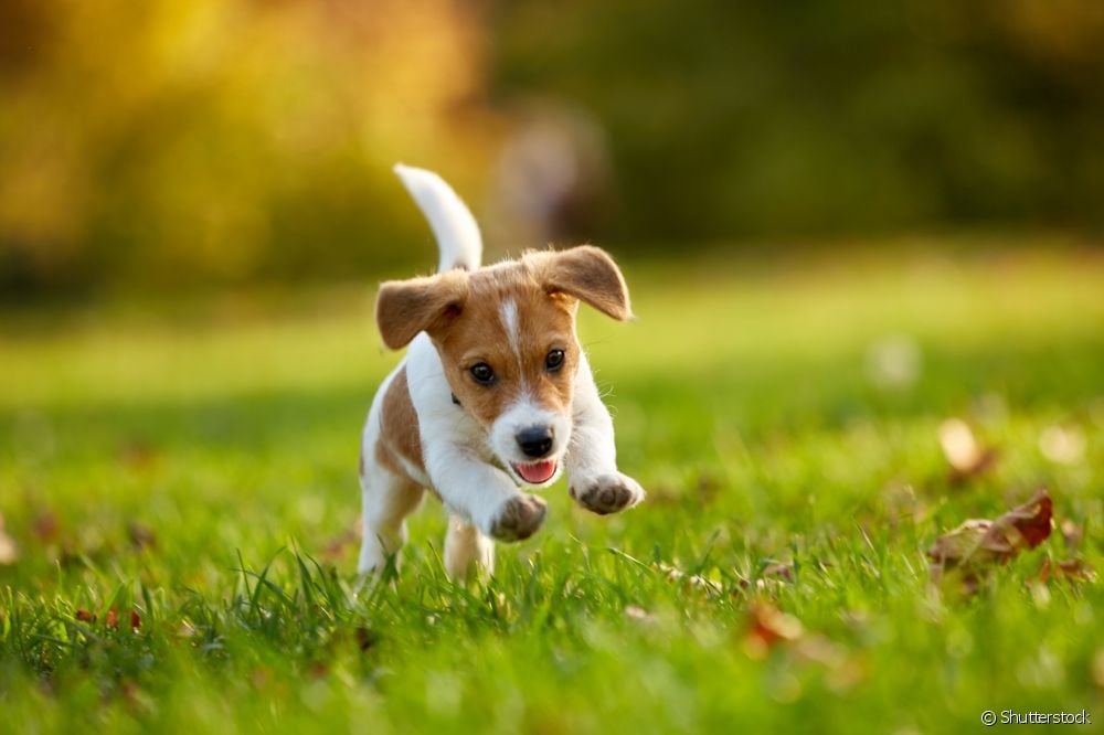  Ali lahko odložimo cepljenje psov z dewormerjem?