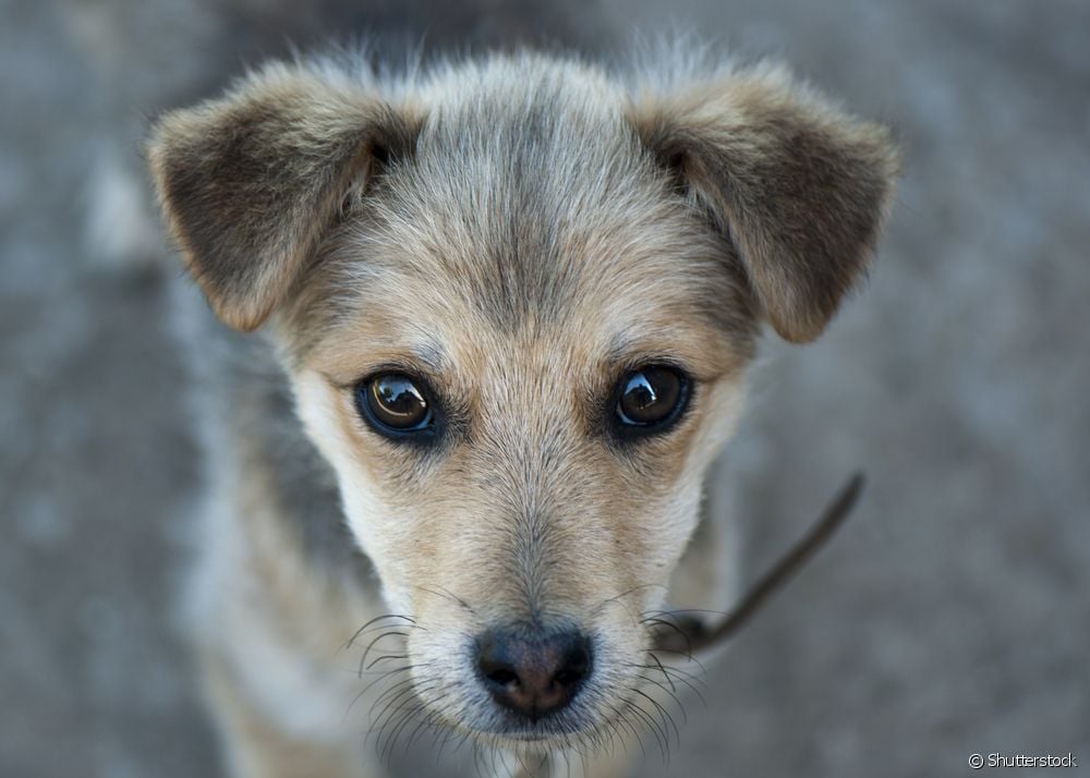  Vermifuge για σκύλους: ο κτηνίατρος απαντά σε όλες τις ερωτήσεις σχετικά με το διάστημα χρήσης του φαρμάκου