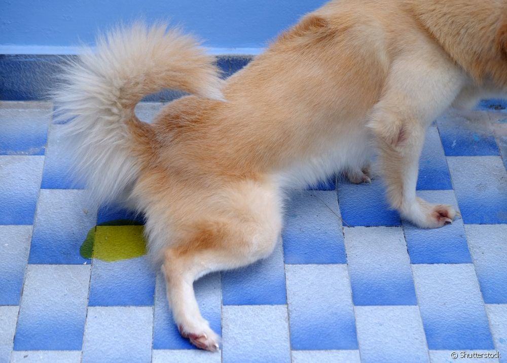  Alles over hondenplas: rariteiten, verzorging en waar je dagelijks op moet letten