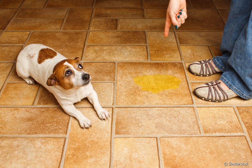  6 priežastys, dėl kurių šuo šlapinasi netinkamoje vietoje (šuniukai, suaugusieji ir senjorai)