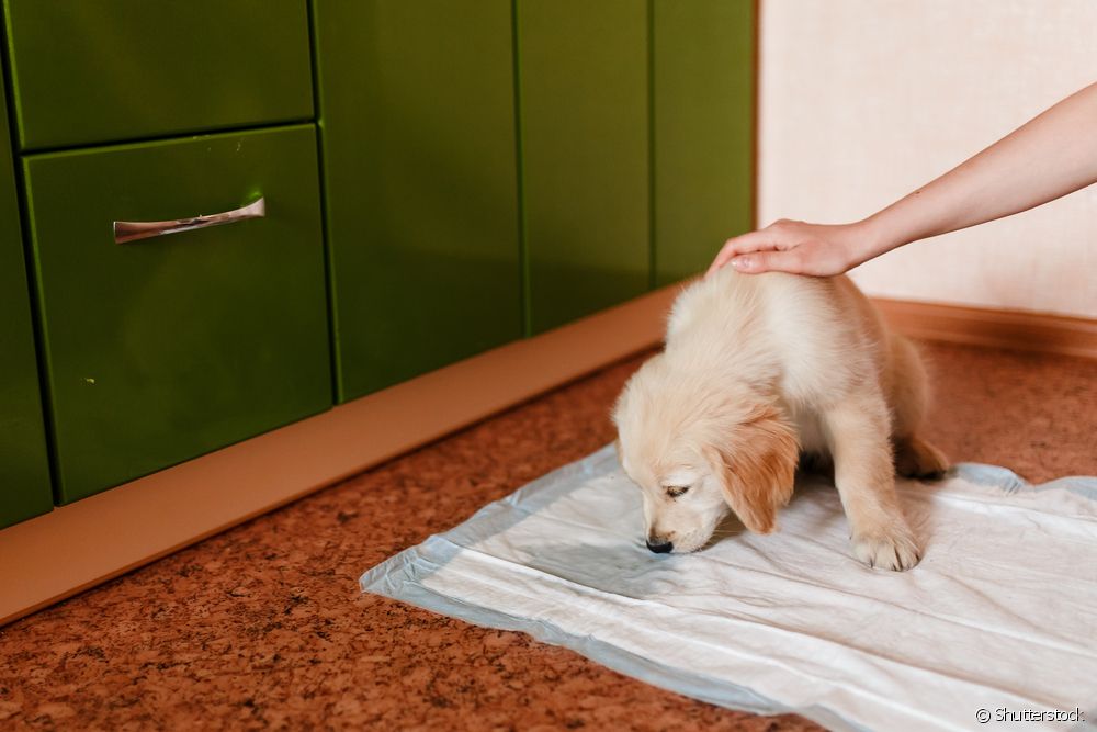  Τουαλέτα σκύλου: πώς να επιλέξετε το ιδανικό μέρος για να πάει ο σκύλος σας για κατούρημα στο σπίτι;